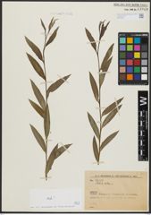 Foto von Salix alba L.